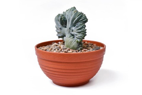 Shrubby 'Myrtillocactus Geometrizans f. Cristata' cactus with candelabra-like branching in flat