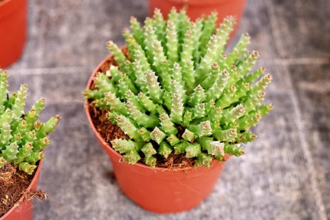 Small 'Stapelia Desmetiana' houseplant with cactus-like toothed stems in flower pot. Also called