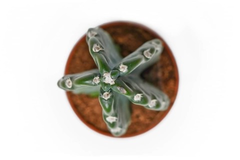 Top view of potted Cereus Jamacaru 'Cuddly Cactus' cactus houseplant without spikes on white