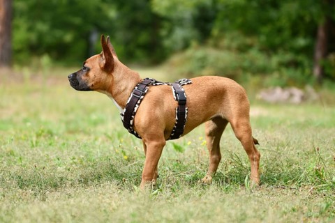 Dog with Y-shaped dog harness standing on meadow
