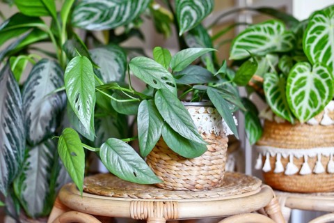 Tropical 'Epipremnum Pinnatum Cebu Blue' houseplant with silver-blue leaves with other houseplant