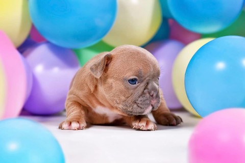 Cute fawn French Bulldog dog puppy between colorful balloons