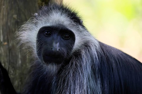 Bear snub-nosed monkey (Colobus polykomos), white-bearded snub-nosed monkey, bear snub-nosed