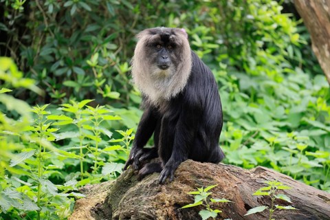 Bearded monkey (Macaca silenus), Wanderu, adult, sitting, alert, captive, India