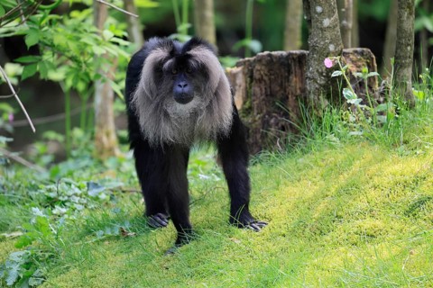 Bearded monkey (Macaca silenus), Wanderu, adult, on ground, alert, captive, India