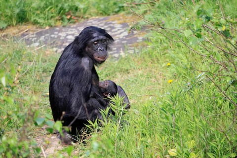 Bonobo (Pan Paniscus), pygmy chimpanzee, adult, female, juvenile, mother, social behaviour,