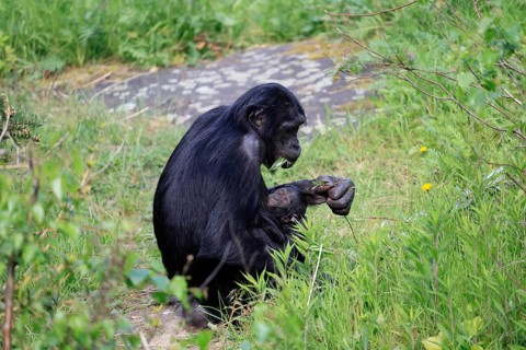 Bonobo (Pan Paniscus), pygmy chimpanzee, adult, female, juvenile, mother, social behaviour,