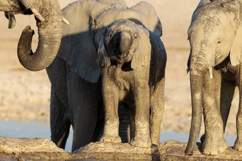African Elephant (Loxodonta africana). Breeding herd with calf drinking at a waterhole. Etosha