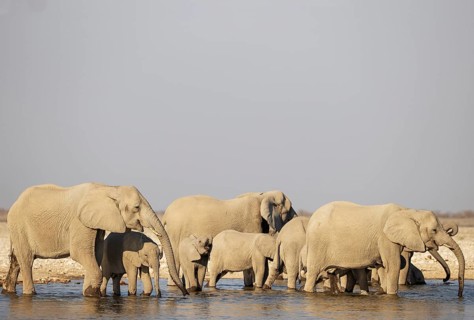 African Elephant (Loxodonta africana). Breeding herd drinking at a waterhole. Etosha National Park,