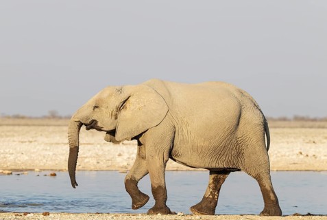 African Elephant (Loxodonta africana). Subadult at a waterhole. Etosha National Park, Namibia