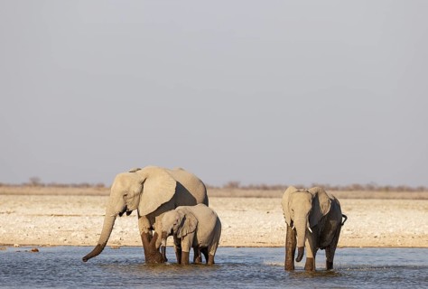 African Elephant (Loxodonta africana). Cow with two calves at a waterhole. Etosha National Park,