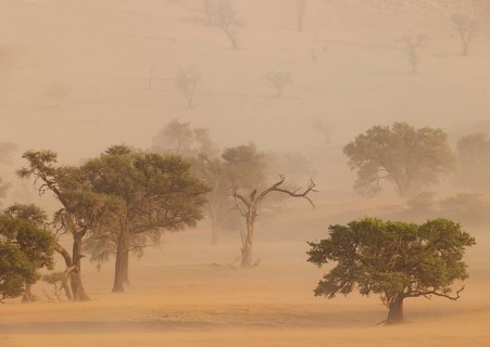 Camelthorn trees (Vachellia erioloba) in a sand storm in the Tsondab Valley. Namib Desert, Namibia