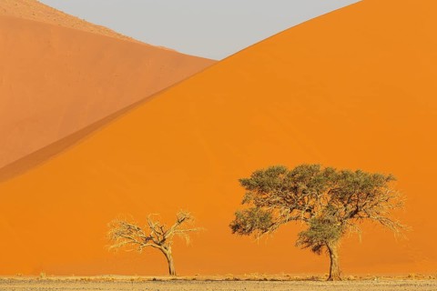 Sand dunes and camelthorn trees (Vachellia erioloba) in the Namib Desert, Namib-Naukluft Park,