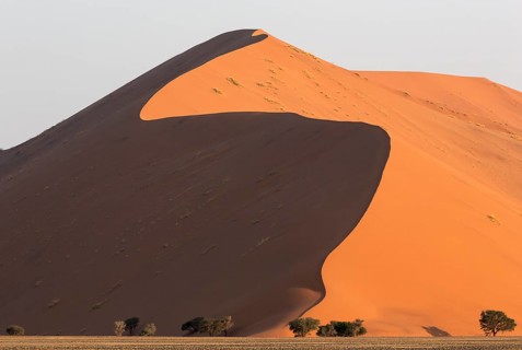 Sand dune and camelthorn trees (Vachellia erioloba) in the Namib Desert, Namib-Naukluft Park,