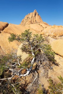 The isolated Spitzkoppe mountain (1728 m). In the foreground a rock fig species. Damaraland,