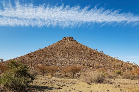 Quiver Tree (Aloidendron dichotomum). At the slope of a conical rock, a so-called Prince Albert