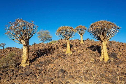 Quiver Tree (Aloidendron dichotomum). Quiver tree forest, Keetmanshoop, Southern Namibia