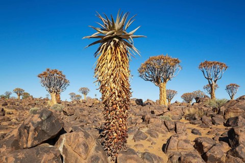 Aloe littoralis and Quiver Trees (Aloidendron dichotomum). Quiver tree forest, Keetmanshoop,
