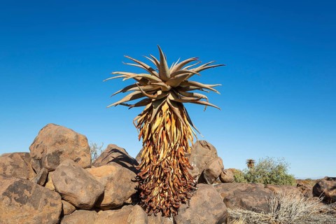 Aloe littoralis. Quiver tree forest, Keetmanshoop, Southern Namibia