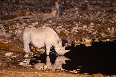 Black Rhinoceros (Diceros bicornis). Also called Hook-lipped Rhinoceros. At night at the floodlit