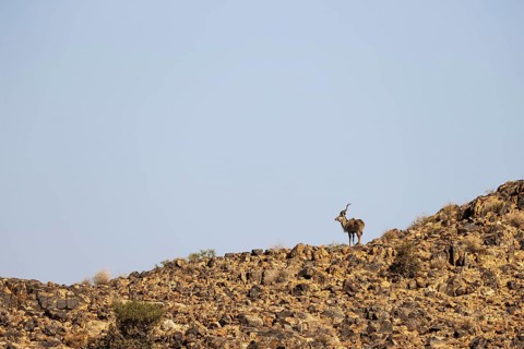 Greater Kudu (Tragelaphus strepsiceros). Male on a rocky ridge. Gondwana Canyon Park, Namibia