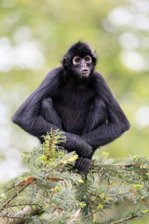 Brown-headed spider monkey (Ateles fusciceps rufiventris), alert, sitting, on tree, South America