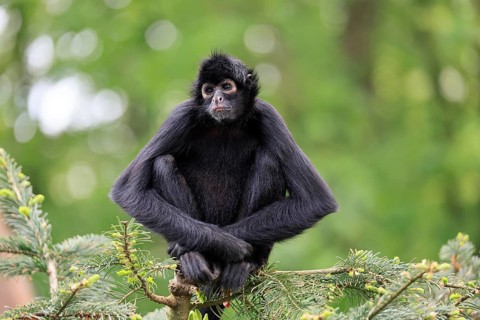 Brown-headed spider monkey (Ateles fusciceps rufiventris), alert, sitting, on tree, South America
