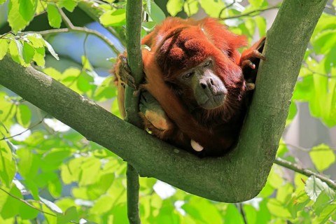 Venezuelan red howler (Alouatta seniculus), adult, on tree, alert, South America