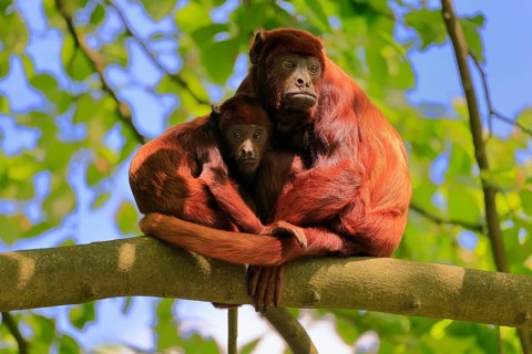 Venezuelan red howler (Alouatta seniculus), adult, female, juvenile, on tree, alert, South America