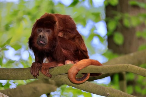 Venezuelan red howler (Alouatta seniculus), adult, sitting, on tree, alert, South America