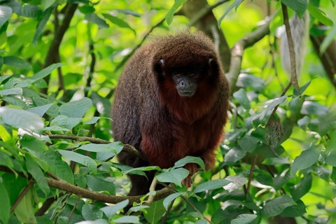 Coppery titi (Plecturocebus cupreus), adult, alert, on tree, South America