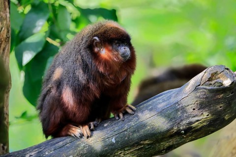 Coppery titi (Plecturocebus cupreus), adult, alert, on tree trunk, South America