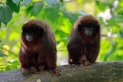 Coppery titi (Plecturocebus cupreus), adult, pair, vigilant, on tree trunk, monogamous, South