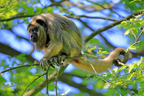 Black howler (Alouatta caraya), adult, female, on tree, alert, South America