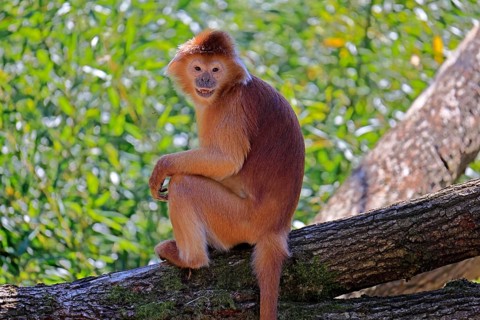 Javan lutung (Trachypithecus auratus), orange morph, adult, sitting, on tree, alert, endangered