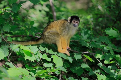 Black-capped squirrel monkey (Saimiri boliviensis), Black-capped squirrel monkey, adult, on tree,
