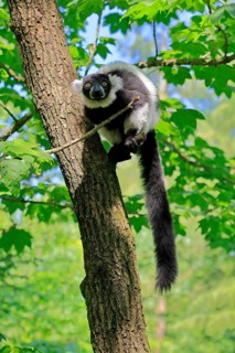 Black-and-white ruffed lemur (Varecia variegata), adult, alert, on tree, Madagascar