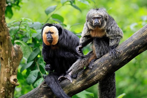 White-headed Saki (Pithecia pithecia), adult, tree, male, female, vigilant, pair, South America