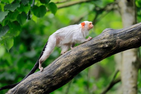 Silver marmoset (Mico argentatus, Syn.: Callithrix argentata), silver marmoset, adult, on tree