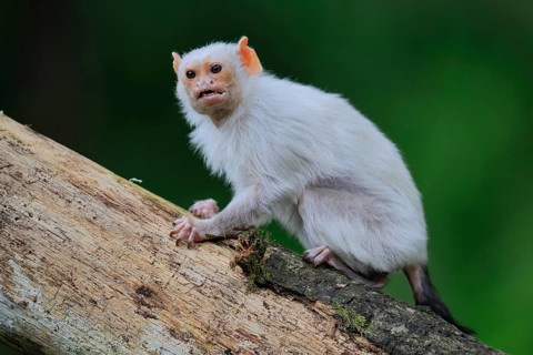 Silver marmoset (Mico argentatus, Syn.: Callithrix argentata), silver marmoset, adult, on tree