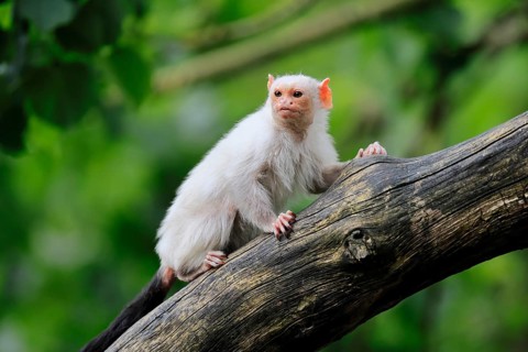 Silver marmoset (Mico argentatus, Syn.: Callithrix argentata), silver marmoset, adult, on tree