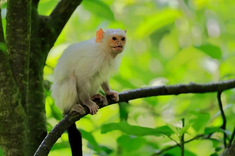 Silver marmoset (Mico argentatus, Syn.: Callithrix argentata), silver marmoset, adult, sitting on