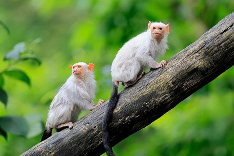 Silver marmoset (Mico argentatus, Syn.: Callithrix argentata), silver marmoset, adult, pair, on