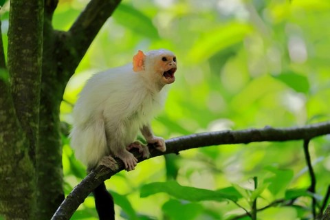 Silver marmoset (Mico argentatus, Syn.: Callithrix argentata), silver marmoset, adult, on tree,