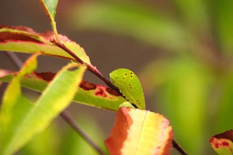 Caterpillar of the sail butterfly, summer, Germany