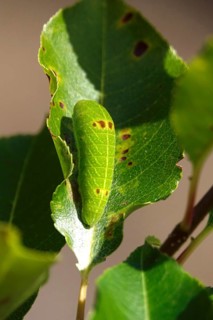 Caterpillar of the sail butterfly, summer, Germany
