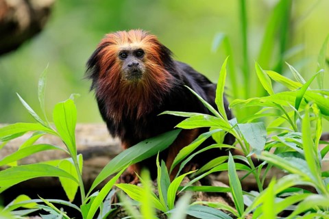 Golden-headed lion tamarin (Leontopithecus chrysomelas), adult, on tree, alert, captive, South