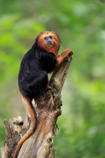 Golden-headed lion tamarin (Leontopithecus chrysomelas), adult, on tree trunk, vigilant, captive,