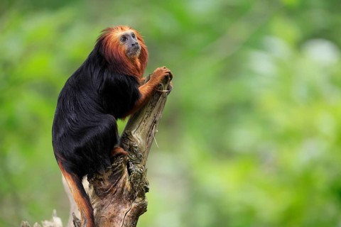 Golden-headed lion tamarin (Leontopithecus chrysomelas), adult, on tree trunk, vigilant, captive,