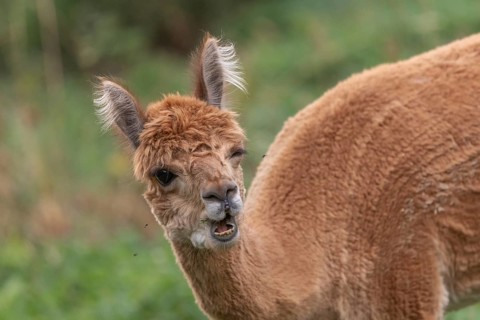 A guanaco stands in a lush green pasture, showing off its striking fur and curious expression. The